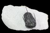 Devil Horned Cyphaspis Walteri Trilobite - #84566-1